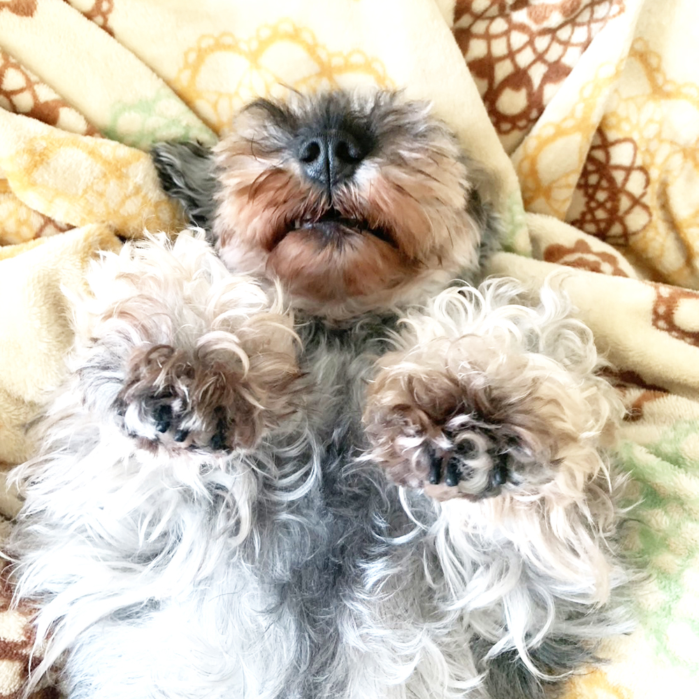 卒業犬ラムちゃんの近況☆